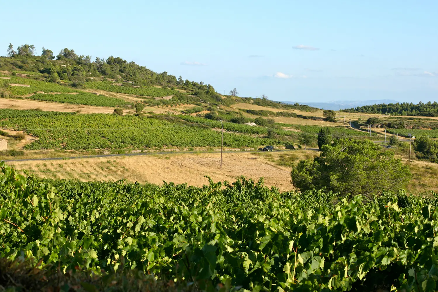 Rangs de vignes du Minervois au pied de la Montagne Noire pendant les vendanges de septembre, Aude