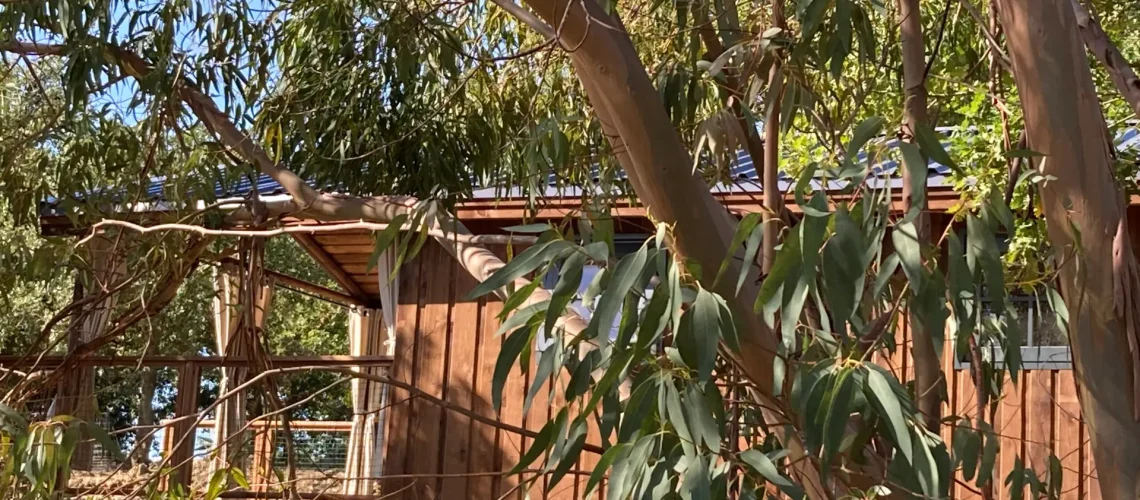Eucalyptus et cabane Dame du château