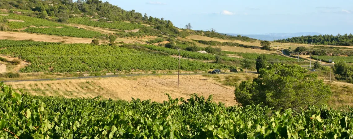Rangs de vignes du Minervois au pied de la Montagne Noire pendant les vendanges de septembre, Aude